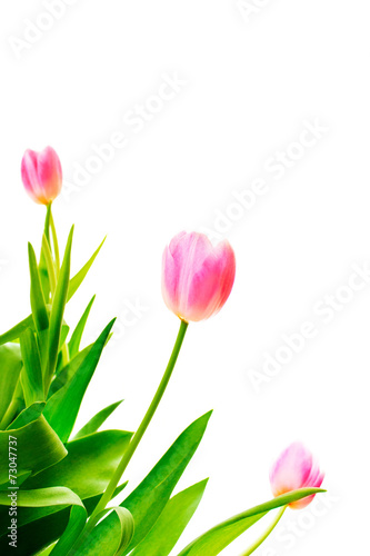 Pink tulip flowers isolated on white
