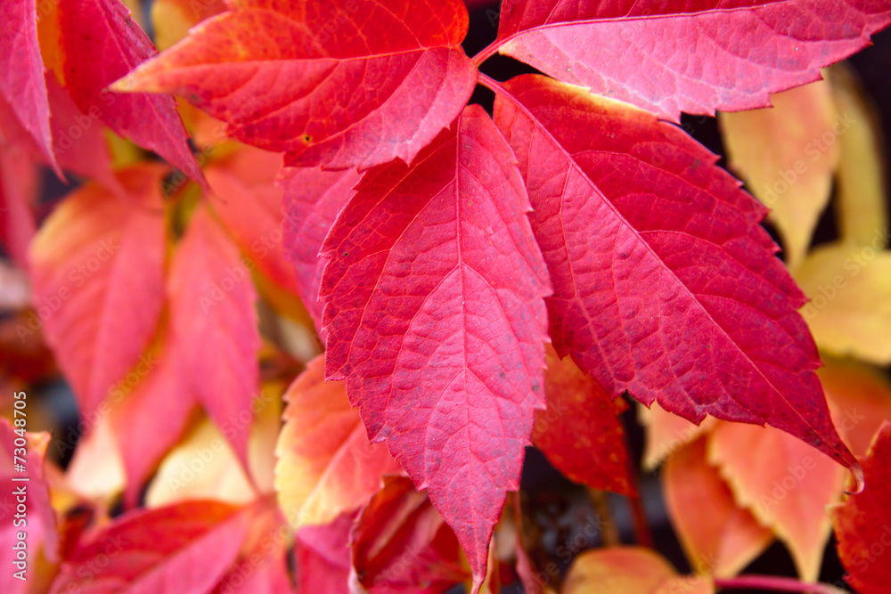 Autumn red colorful tree leaves Autumn red colorful tree leaves