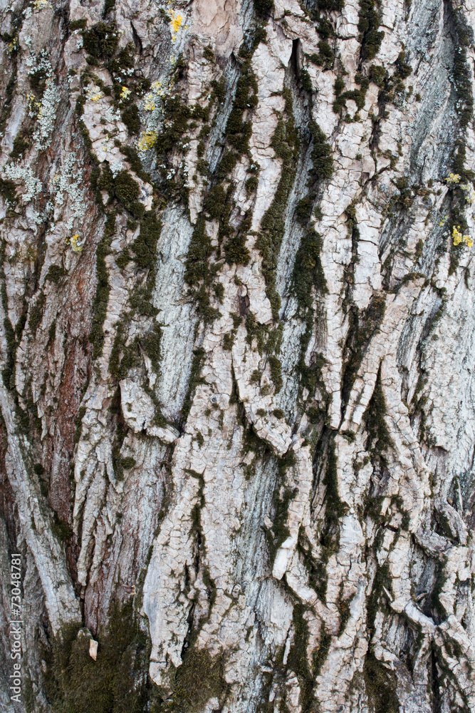 Obraz premium bark pine