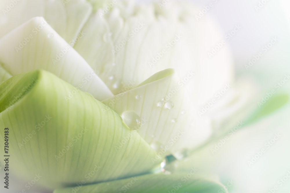 Foto auf Acrylglas mit lotus closeup background #73049183
