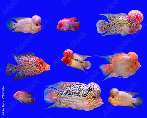 Flower horn fish series