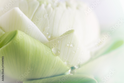lotus closeup background