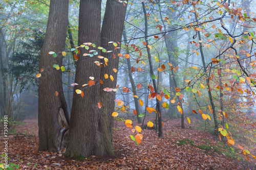 beech tree in misty forest during autumn
