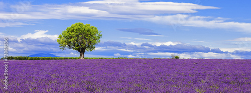 Slika na platnu Panoramic view of lavender field with tree