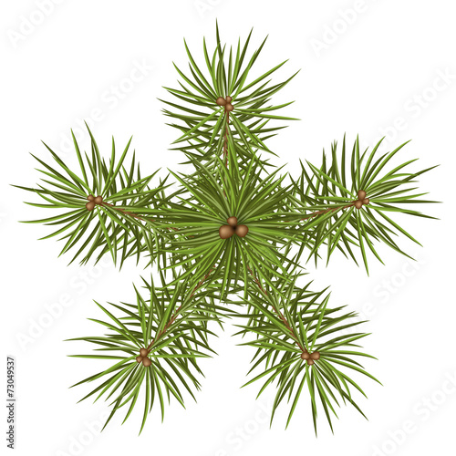 Tannenzweige, Weihnachtsstern, abstrakt, Stern, Star, fir branch