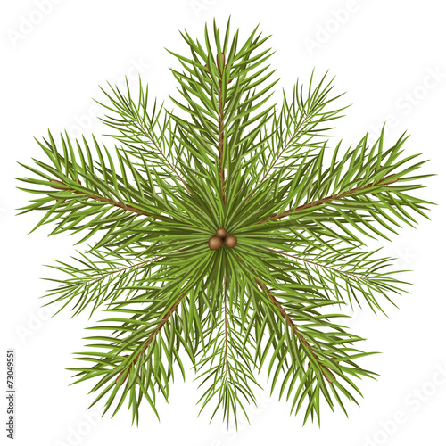 Tannenzweige, Weihnachtsstern, abstrakt, Stern, Star, fir branch