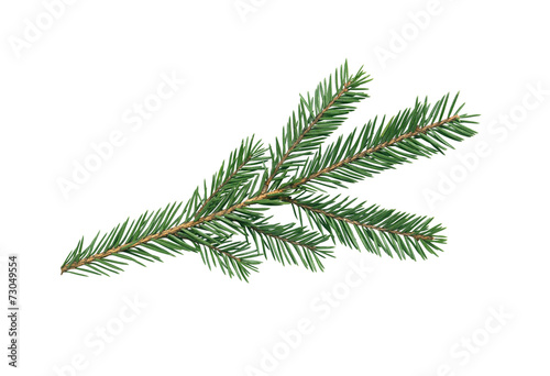 Fir Tree Branch © cosma