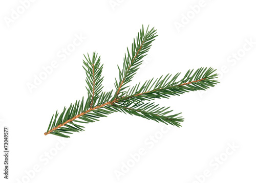 Fir Tree Branch