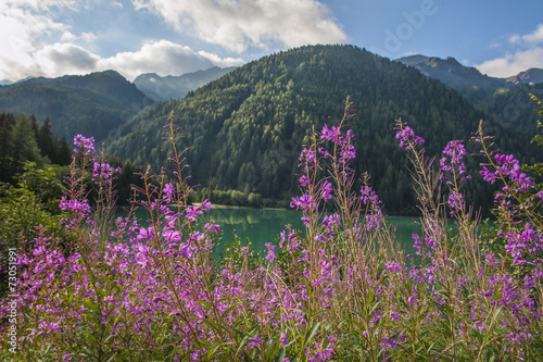 Pink and violet flowers at the lake, Dolomites, Italy