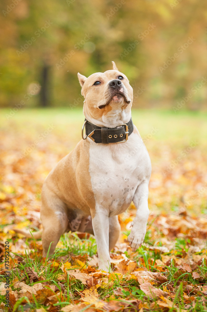 American staffordshire terrier sitting on the lawn in autumn