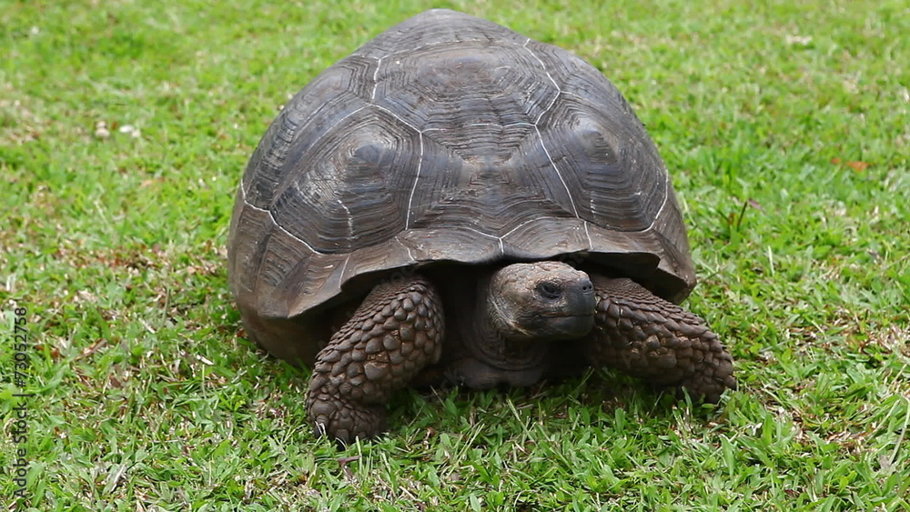 Galapagos Tortoise, Geochelone nigra Galapagos Tortoise, Geochelone nigra