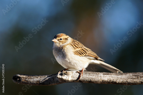 Chipping sparrow on branch