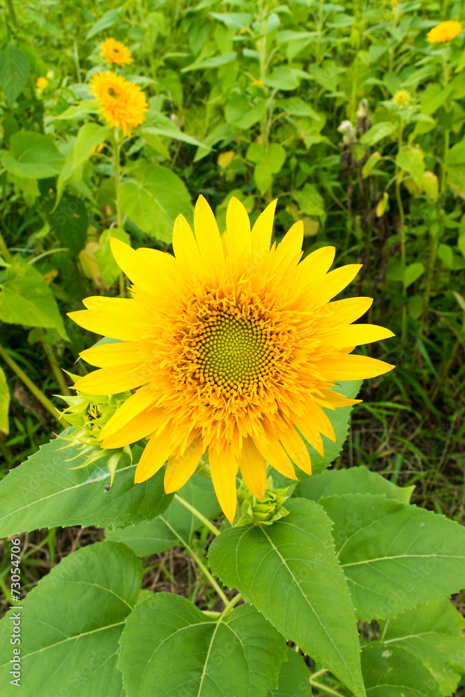 “Tohoku Yae”, Sunflower in Summer “Tohoku Yae”, Sunflower in Summer