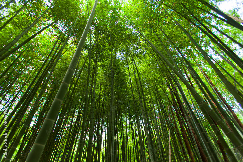 Bamboo forest Bamboo forest