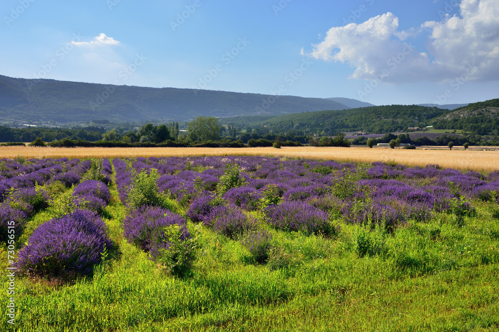 Fototapeta premium Provence rural landscape