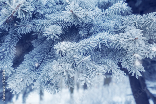 Winter background with snow-covered tree