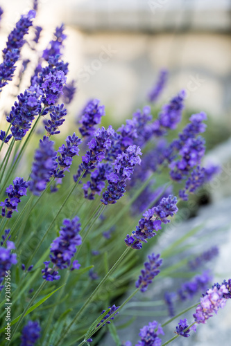 Gardens with the flourishing lavender