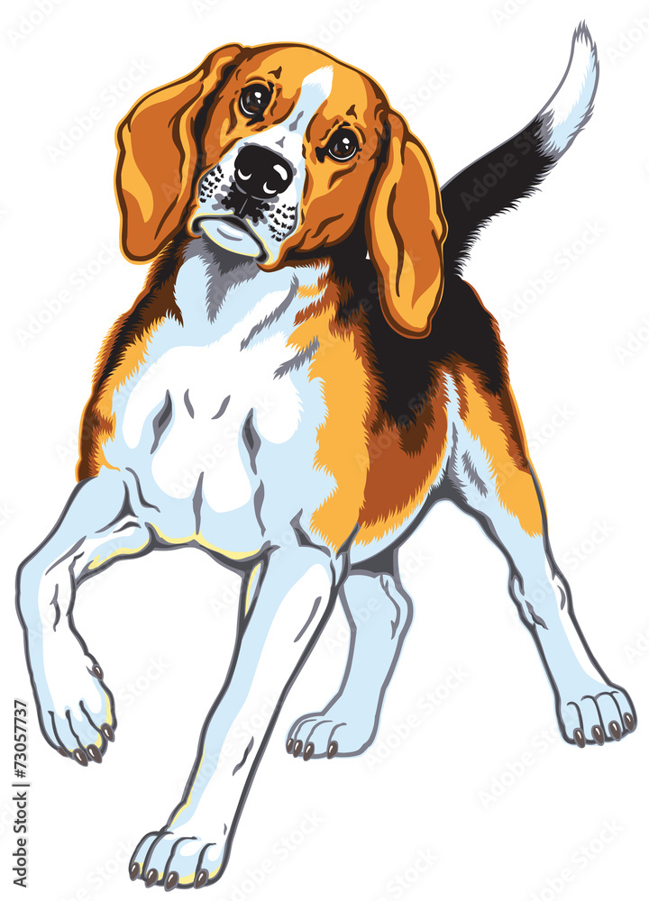 beagle