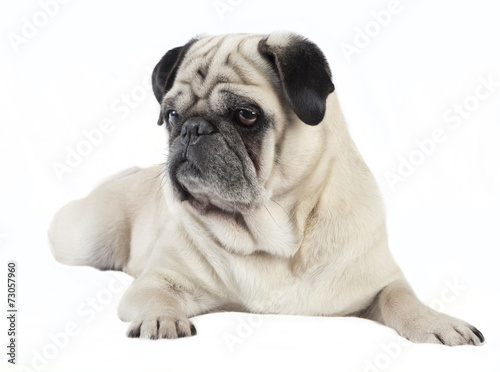 Pug male dog looking to the side