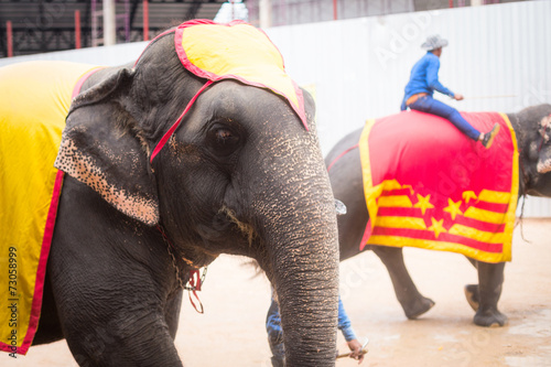 Принти на полотні Elephant looks at the camera, close drover