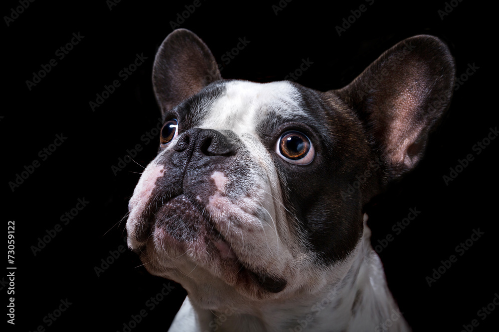 French bulldog portrait over black background