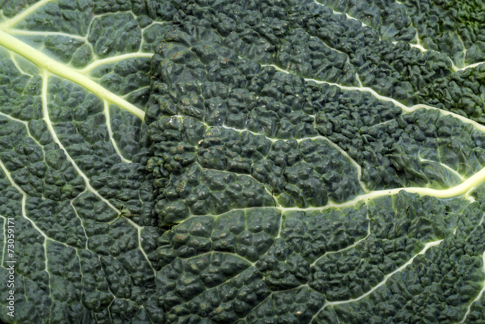 fresh savoy cabbage leaf as a texture fresh savoy cabbage leaf as a texture