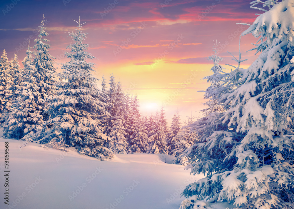 Obraz premium Colorful winter sunrise in the mountain forest.