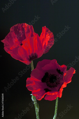 Tuerkischer, Mohn, Papaver, orientale, photo