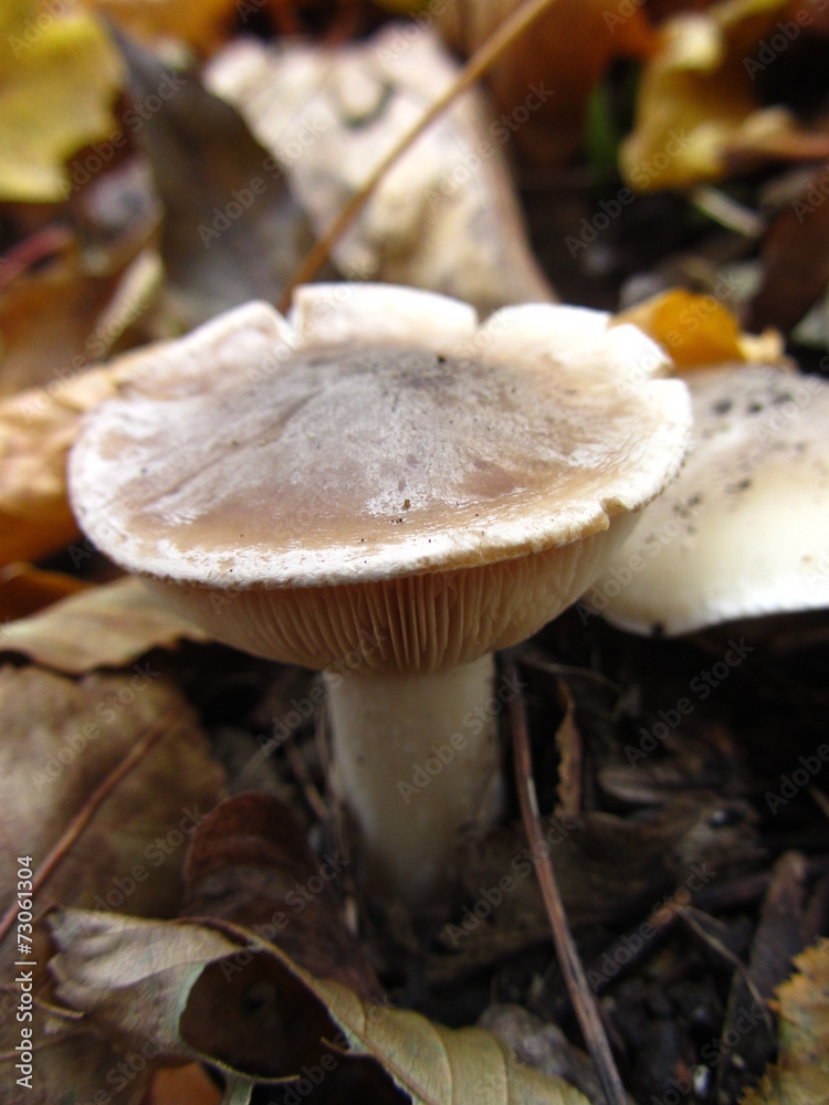 One mushroom in the forest Beshtau One mushroom in the forest Beshtau