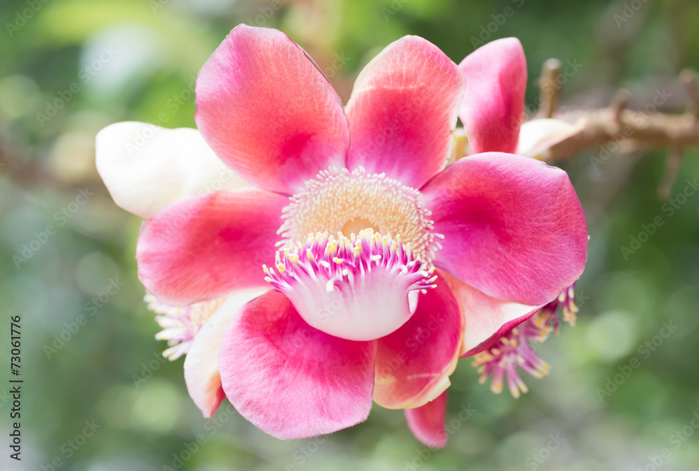 flower flower