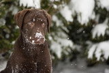 Brown labrador upset at the snow