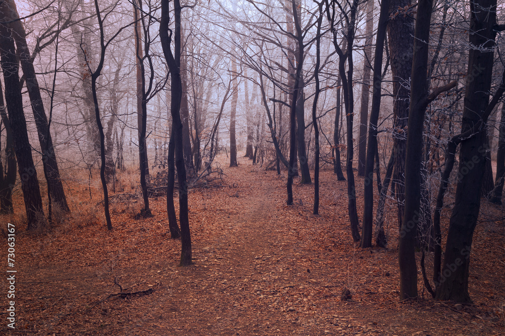 Trail in late autumn in forest with frost Trail in late autumn in forest with frost