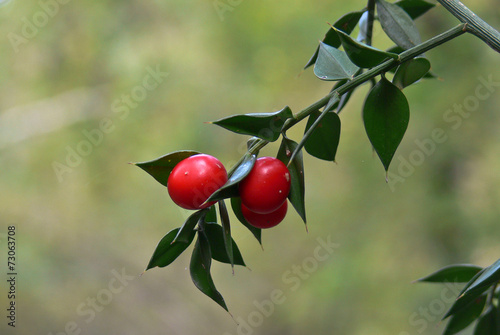 Bacche rosse di pungitopo (Ruscus aculeatus)