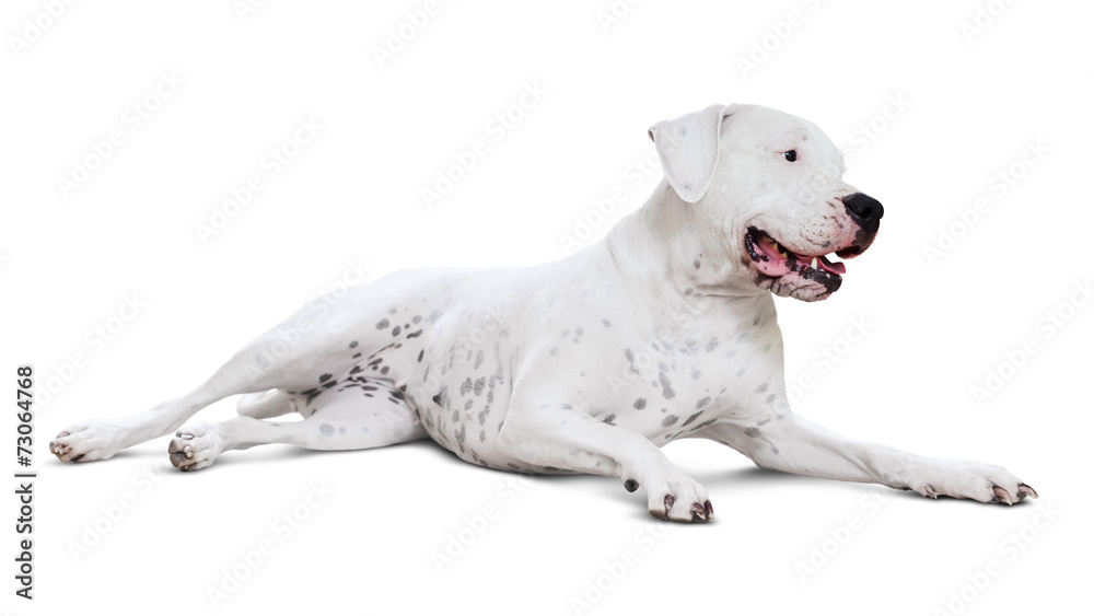 Obraz premium Lying adult dogo Argentino