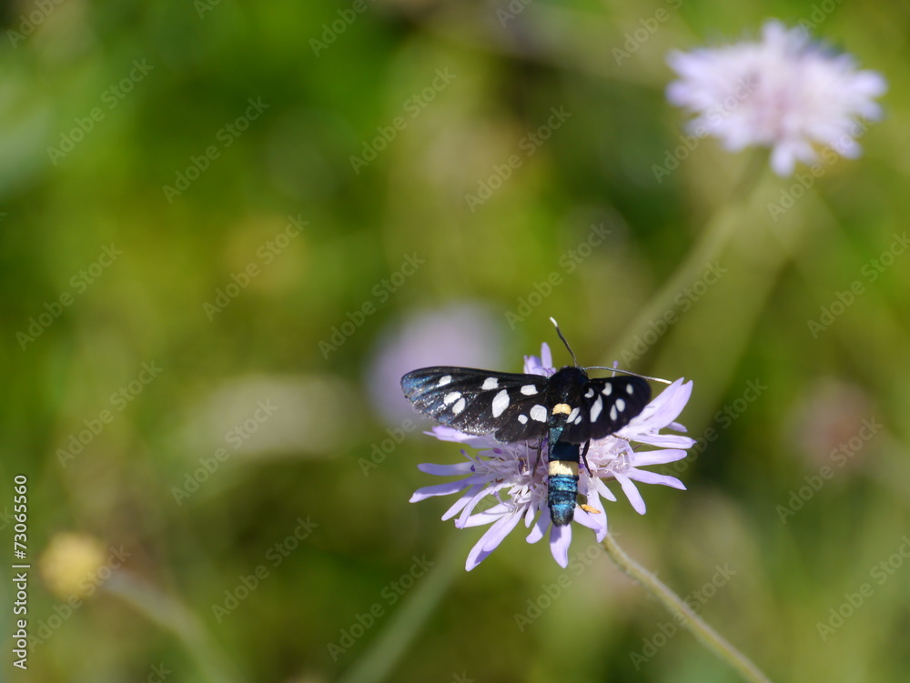 The nine-spotted moth on a Scabiosa or pink mist The nine-spotted moth on a Scabiosa or pink mist