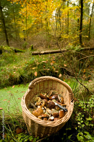 Korb mit Pilzen im Wald