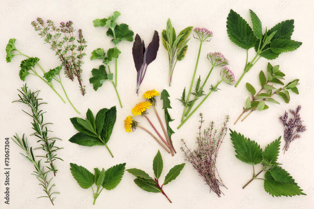 Herbal Nature Study - obrazy, fototapety, plakaty 