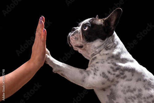 Canvas Print French bulldog giving high five with female hand over black
