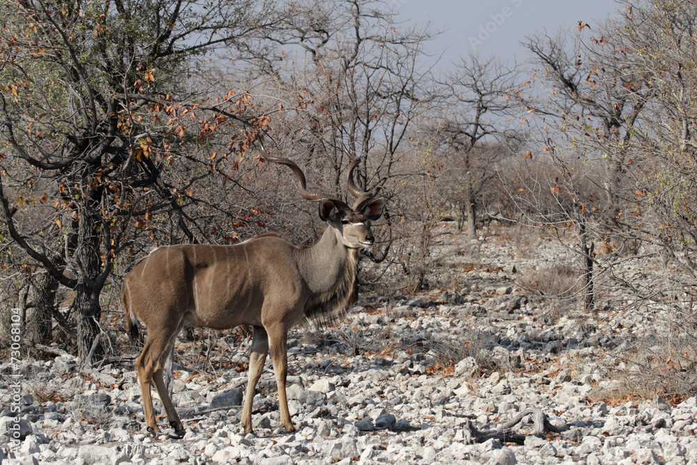 Großer Kudu im Etosha-Nationalpark, Namibia Großer Kudu im Etosha-Nationalpark, Namibia