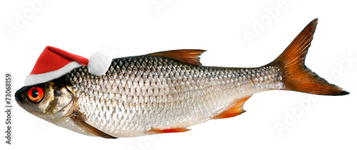 Photography santa hat in fish