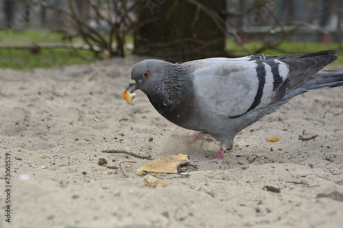 Pigeon eats bread.