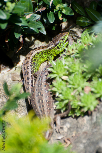 Green Lizard 4