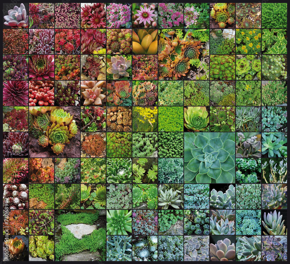 Fototapeta premium Plantes de rocailles