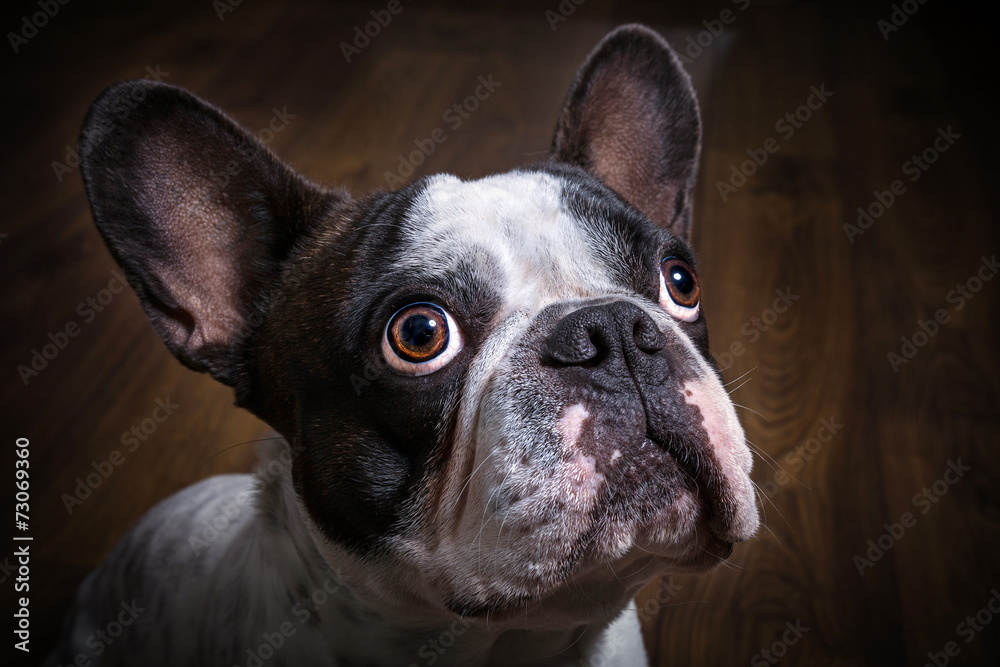 French bulldog portrait in dark room