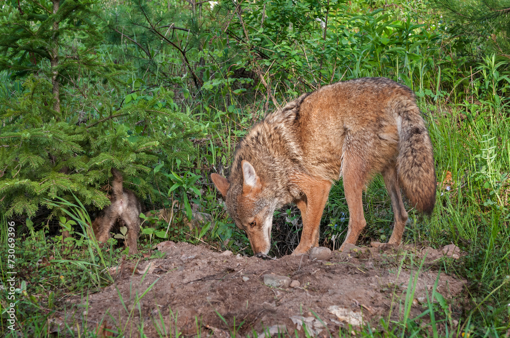 Adult Coyote (Canis latrans) and Pup Sniff About Den Adult Coyote (Canis latrans) and Pup Sniff About Den