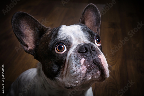 French bulldog portrait in dark room