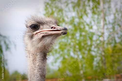 Ostrich head closeup outdoors