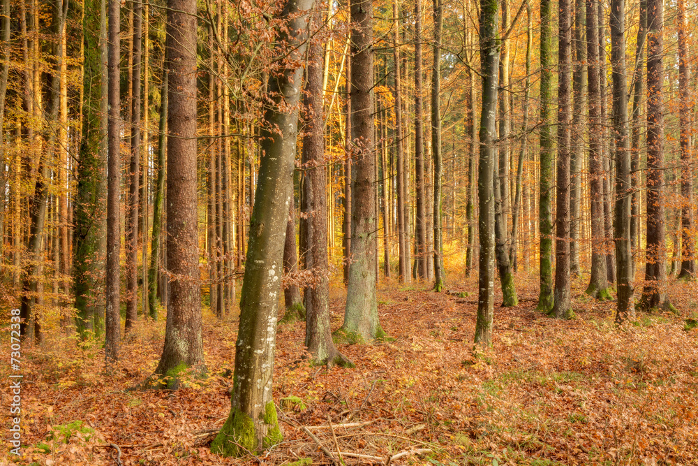 Obraz premium Black Forest