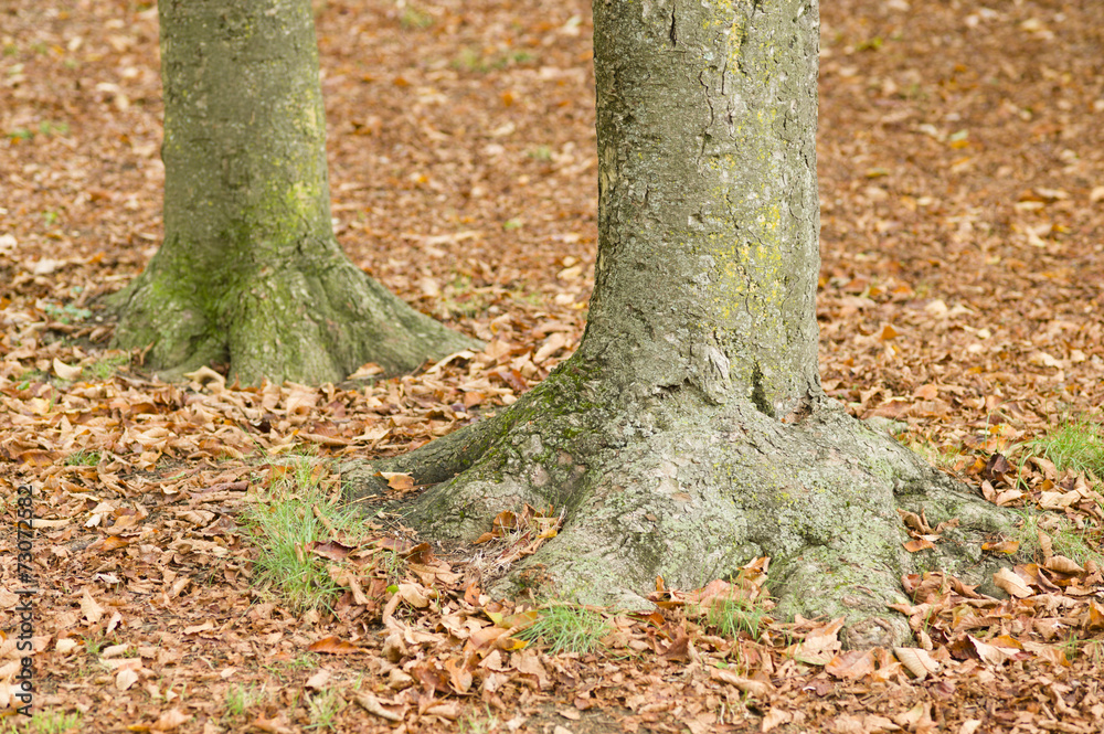 Tree trunk bases with fallen leaves in Fall Tree trunk bases with fallen leaves in Fall