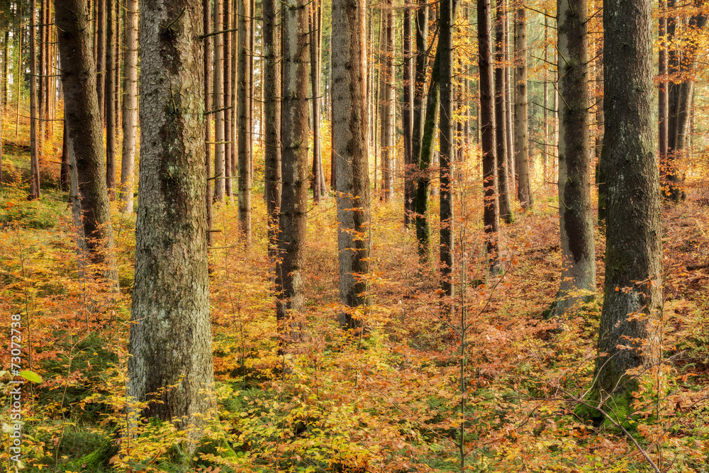 Obraz premium Black Forest